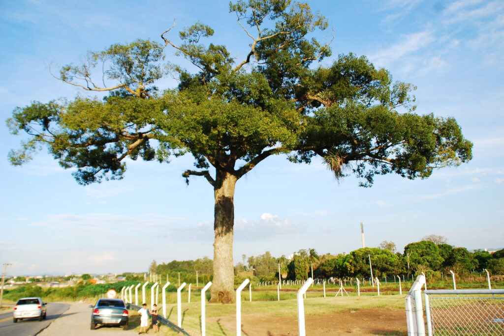 Jequetibá Rosa