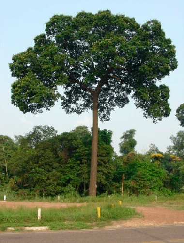 Castanheira do Pará 