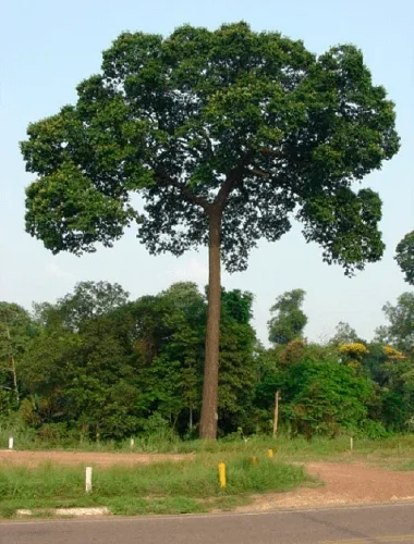 Castanheira do Pará 