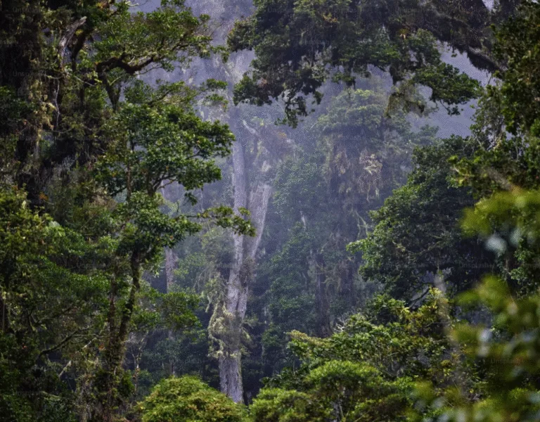 Árvores Nativas Brasileiras: