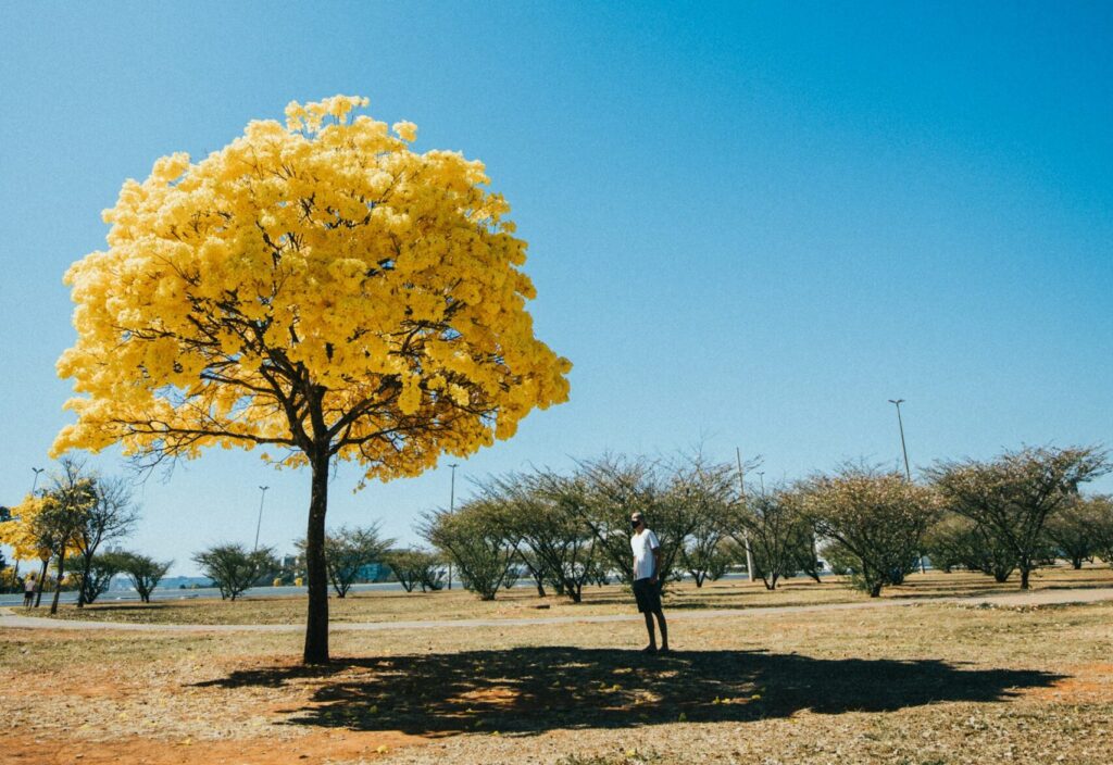 ipê amarelo